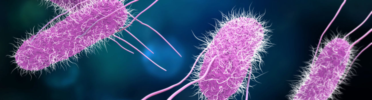 Salmonella bacteria Salmonella bacteria