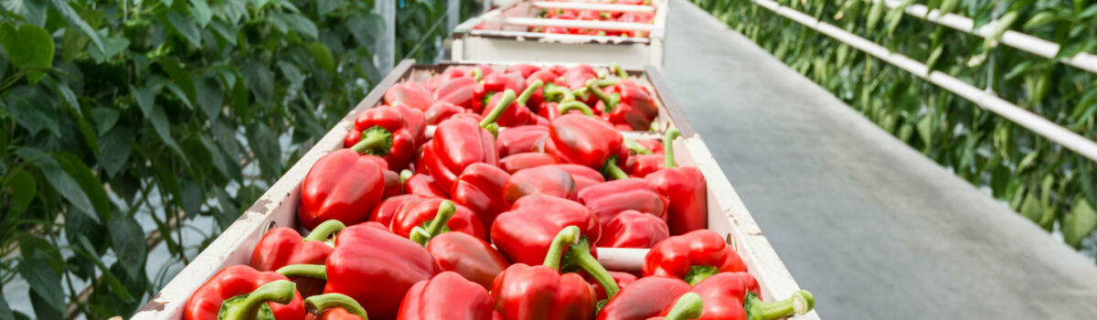 Peppers to be frozen later Peppers to be frozen later