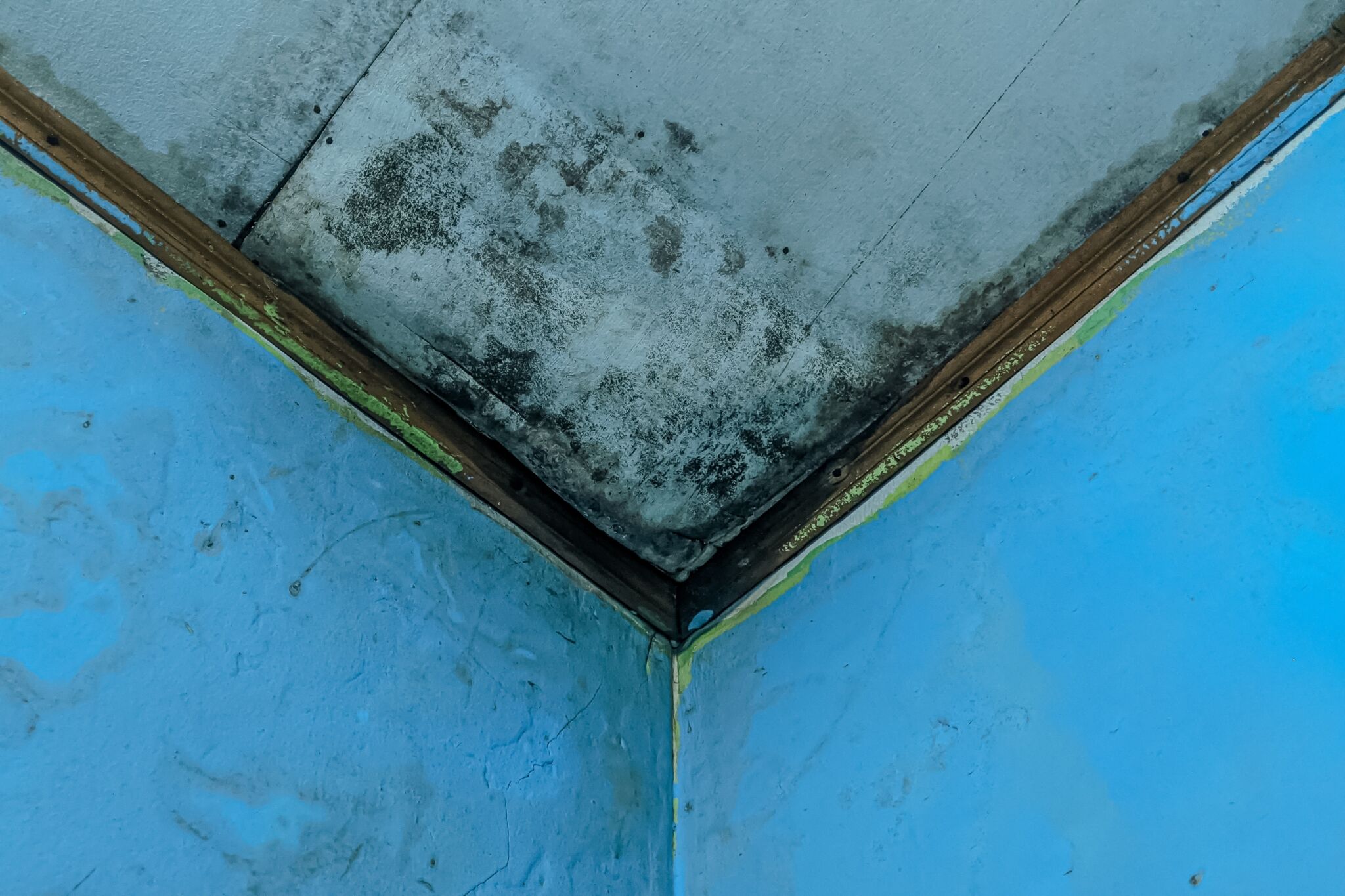 The role of pollen, dust, mould and VOCs
